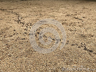 Black small ants carrying food in line or queue in a very disciplined way and is a sign of hard works Stock Photo