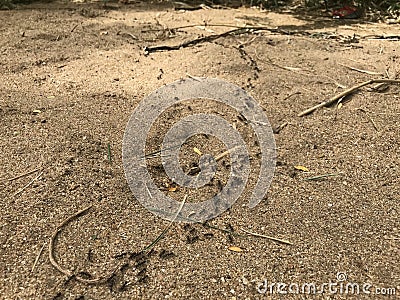 Black small ants carrying food in line or queue in a very disciplined way and is a sign of hard works Stock Photo