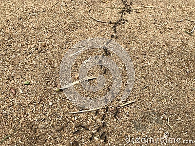 Black small ants carrying food in line or queue in a very disciplined way and is a sign of hard works Stock Photo