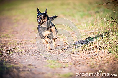 Dog run in meadow Stock Photo