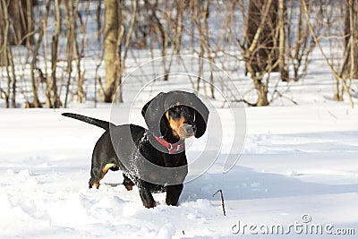 Black smooth-haired dachshund Stock Photo