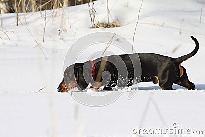 Black smooth-haired dachshund Stock Photo