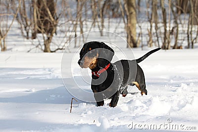 Black smooth-haired dachshund Stock Photo
