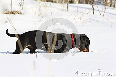 Black smooth-haired dachshund Stock Photo