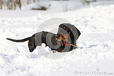 Black smooth-haired dachshund Stock Photo