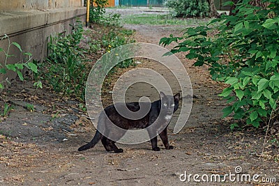 Black smoothcoat street cat with white spot Stock Photo