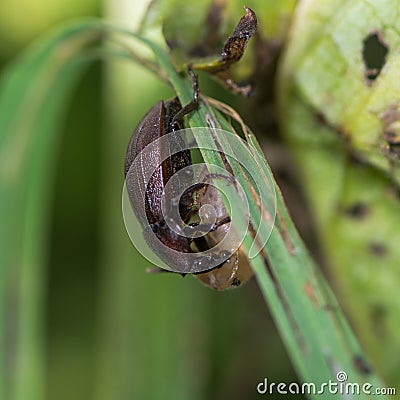 Black snail beetle (Silpha atrata) brown form with prey Stock Photo