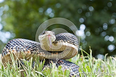 Black Snake Stock Photo
