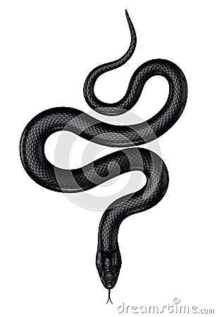 Black Snake Stock Photo