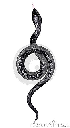 Black Snake isolated on White Background. Top View Cartoon Illustration