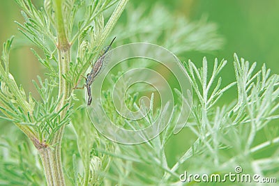 snakefly Stock Photo