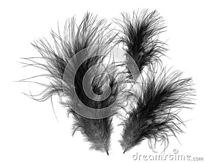 Black soft downy feathers Stock Photo