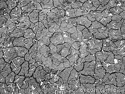 Black soil in cracks with dry petals Stock Photo