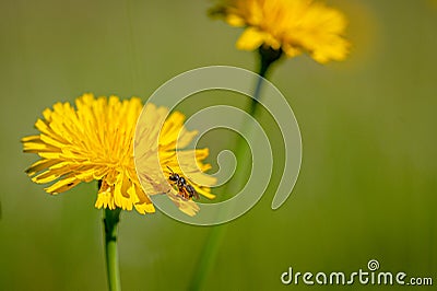 Black soldier fly, hermetia illucens, covered in pollen from a dandelion flower Stock Photo