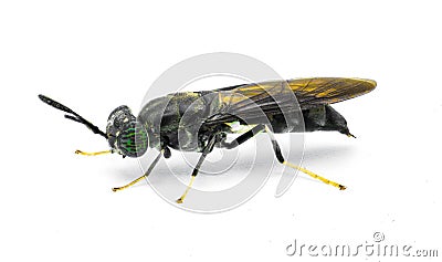 black soldier fly - Hermetia illucens - common widespread fly of the family Stratiomyidae known for recycling organic waste and Stock Photo