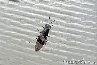 Black Soldier fly, Hermetia illucens at Satara, Maharashtra Stock Photo