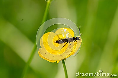 Black soldier fly, hermetia illucens, on vibrant buttercup flowers Stock Photo