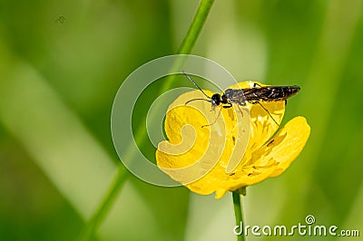 Black soldier fly, hermetia illucens, on vibrant buttercup flowers Stock Photo