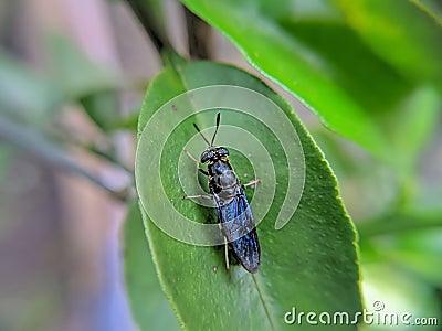 The Black Soldier Fly is an order of Diptera whose physical characteristics are similar to that of wasps Stock Photo