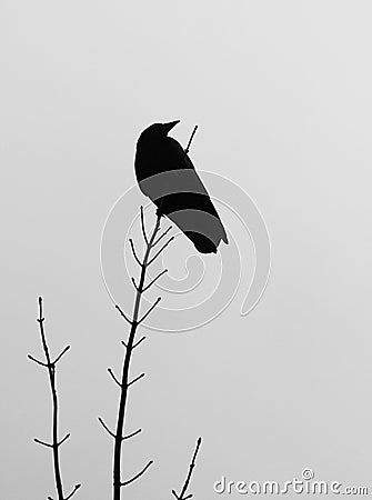 black solitary crow perched at the top of a winter tree Stock Photo