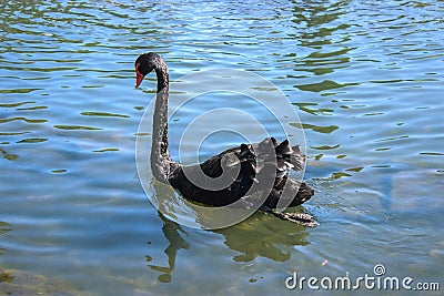 black solitary swan Stock Photo