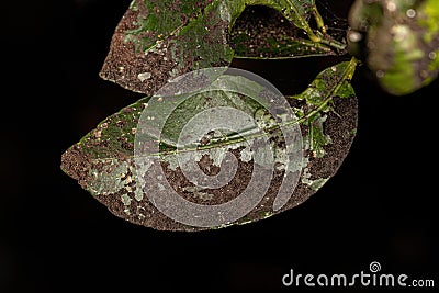 Black Sooty Mold Stock Photo