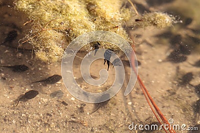 Black Southern Chorus Frog pollywog tadpoles Pseudacris nigrita Stock Photo