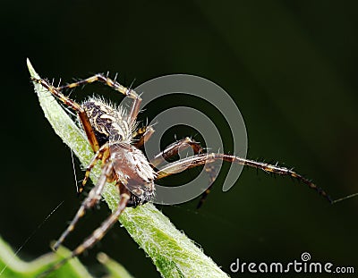 Black spider Stock Photo