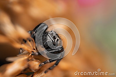 Black spider Evarcha arcuata, jumping spider. Stock Photo