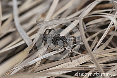 Black spider steed in dry grass Stock Photo