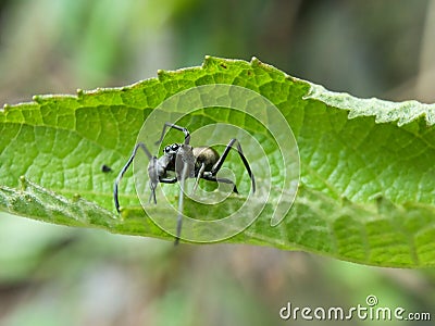 black spider on tree leaves Stock Photo