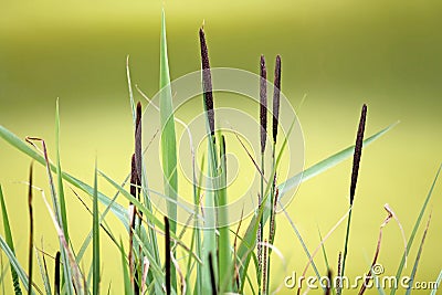 Black spikes of distant sedge Carex distans Stock Photo