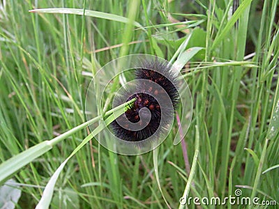 Black spiky caterpillar with red dots Stock Photo
