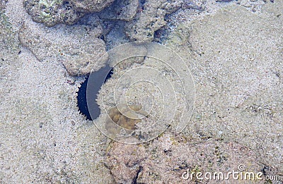 Black Spiky Sea Cucumber - Stichopus Chloronotus - among Corals under Sea Water - Marine Life - Andaman Nicobar Islands, India Stock Photo