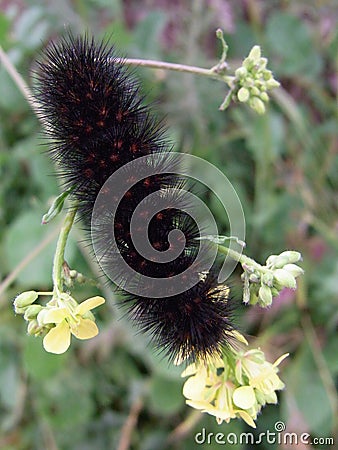 Black spiky tiger moth caterpillar with red dots on yellow wildflower Stock Photo