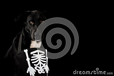 BLACK AND SPOOKY DOG DRESSED WITH A HALLOWEEN SKULL COSTUME. ISO Stock Photo