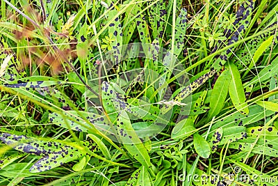 Black spot desease on leaves in County Donegal - Ireland Stock Photo