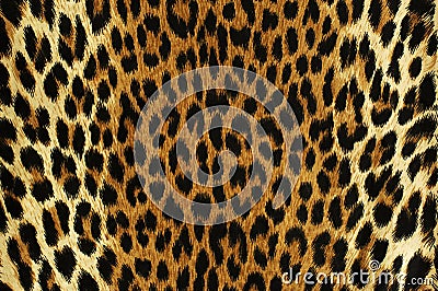 Black spots of a leopard Stock Photo