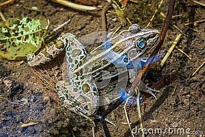 Black-spotted Frog in Shimane Stock Photo