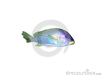 Black-spotted grunt fish on a white Stock Photo