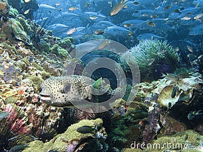 Black Spotted Porcupinefish - Diodon hystrix Stock Photo