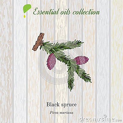 Black spruce, essential oil label, aromatic plant Vector Illustration