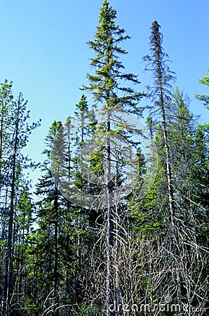 Black Spruce Forest 36537 Stock Photo