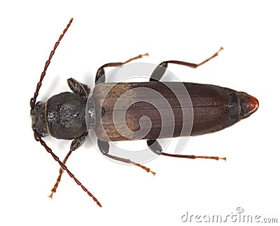 Black spruce long-horn beetle Stock Photo