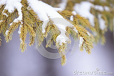 Black Spruce Pine Tree Up Close With Ice and Snow in Winter Stock Photo
