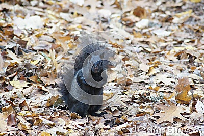 Black squirrel, autumn leaves. Stock Photo