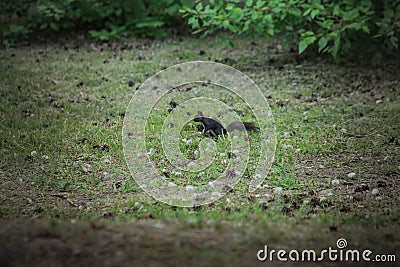 Black squirrel hides nuts on the lawn Stock Photo