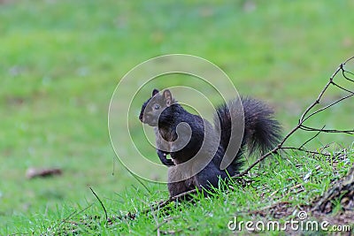 Black squirrel on the lawn Stock Photo