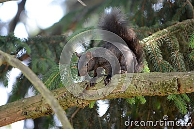 Black squirrel Stock Photo