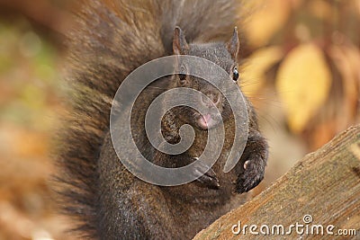 Black squirrel, pink tongue. Stock Photo